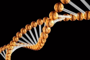 Вчені створили людину-свиню Вчені створили людину-свиню